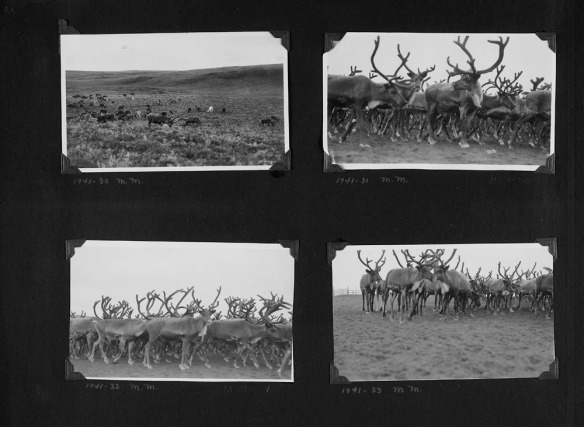 Photographie en noir et blanc d’un collage d’album à photos. Il y a quatre photographies montrant des troupeaux de rennes. Certaines photographies ont été prises de loin, d’autres ont un plan rapproché du troupeau.