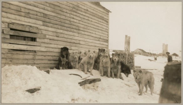Photo noir et blanc d’un groupe de chiens de traîneau assis sur un amas de neige entassée contre une bâtisse. Des lattes en bois horizontales obstruent une fenêtre. Dans le coin inférieur droit de la photo, un chien se tient seul, à l’écart du groupe. 